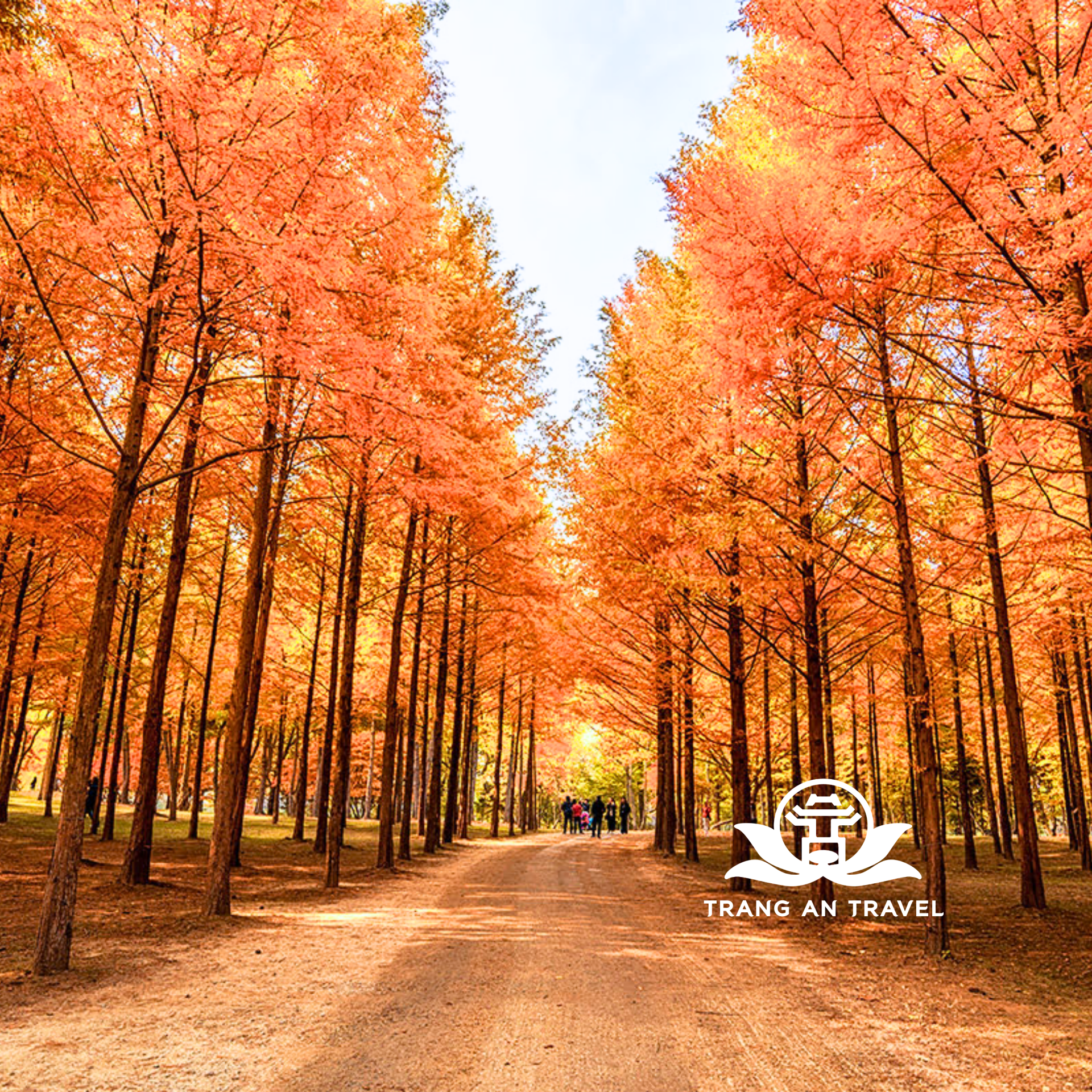 TOUR HÀN QUỐC: HÀ NỘI – SEOUL – NAMI – CÔNG VIÊN EVERLAND 5N4Đ - Bay Vietnam Airlines