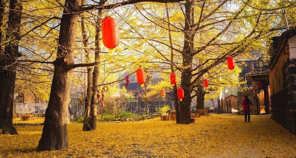 Kinh nghiệm du lịch Đằng Xung, chiêm ngưỡng mùa ngân hạnh quyến rũ