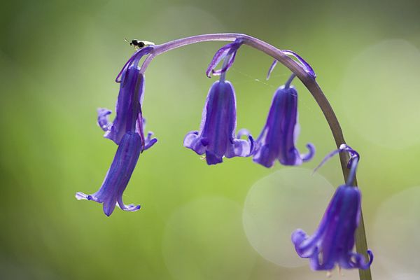 Bluebell