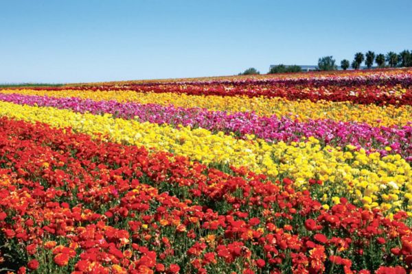 Hoa Mao Lương ở San Diego