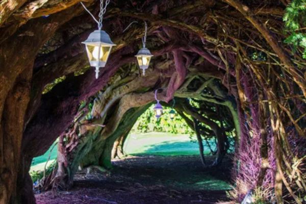 Hàng cây Thủy Tùng ở Xứ Wales