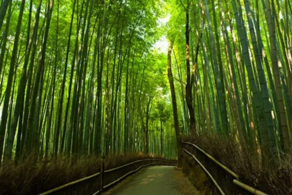 Đường tre trong rừng Sagano ở Nhật Bản