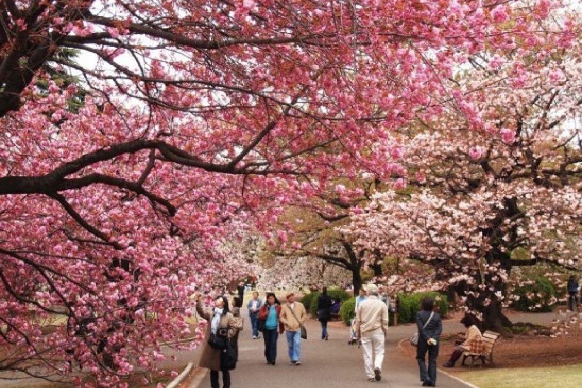 du lịch mùa hoa anh đào