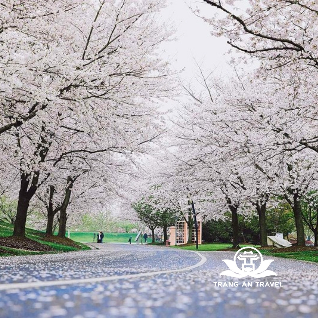 Thời tiết Thượng Hải tháng 4 – Có lạnh không, có nên đi du lịch?