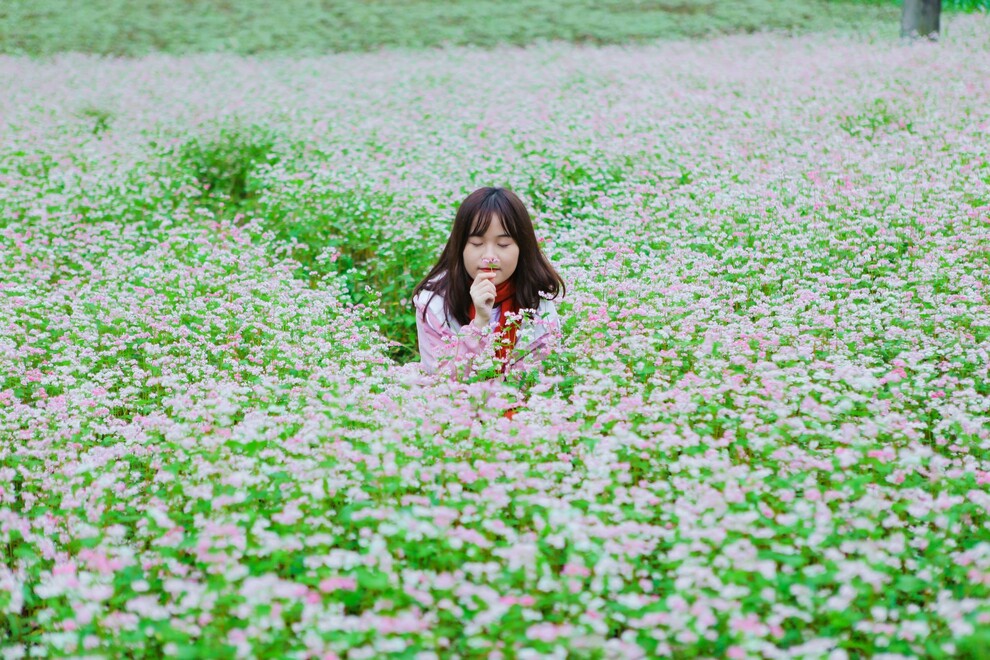 Kinh nghiệm du lịch Hà Giang mùa hoa Tam giác mạch 2022