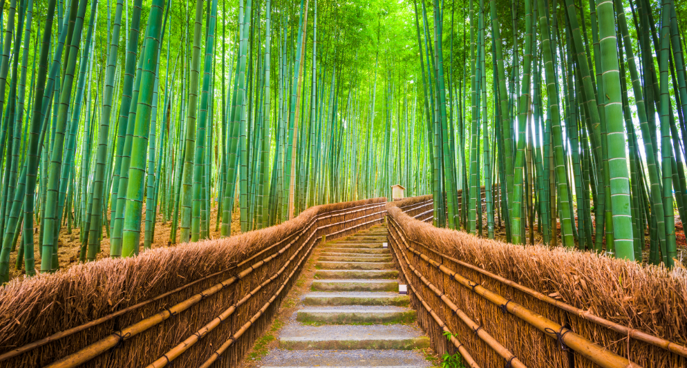 Kyoto: Hành trình tìm về Nhật Bản xưa cổ, đậm đà văn hóa