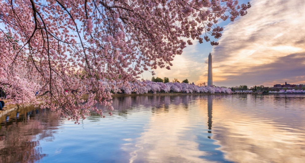 Washington vào mùa hoa anh đào: Rực rỡ sắc xuân bên hồ Tidal Basin