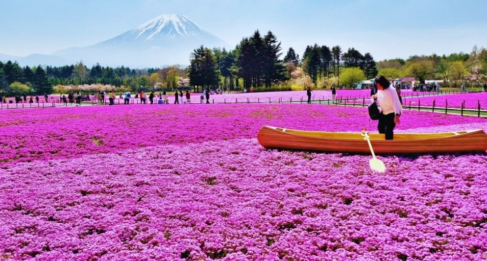 Lễ hội hoa Chi Anh