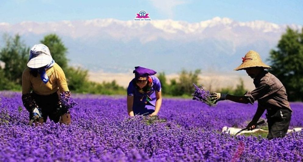 Hoa oải hương Tân Cương