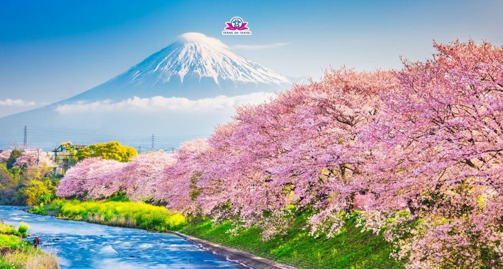 Tour Nhật Bản Mùa Xuân – Theo Dấu Mùa Hoa Mơ, Hoa Anh Đào