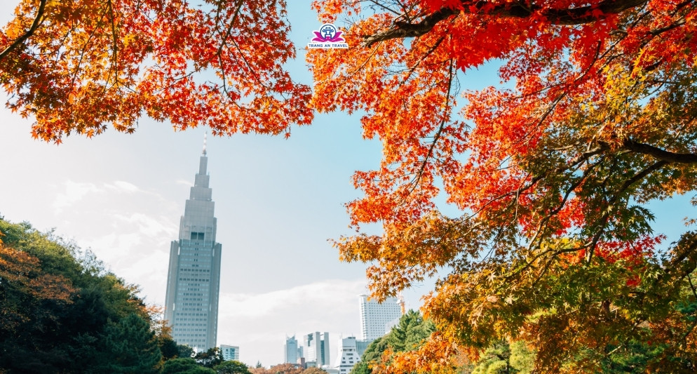 tour Tokyo mùa thu