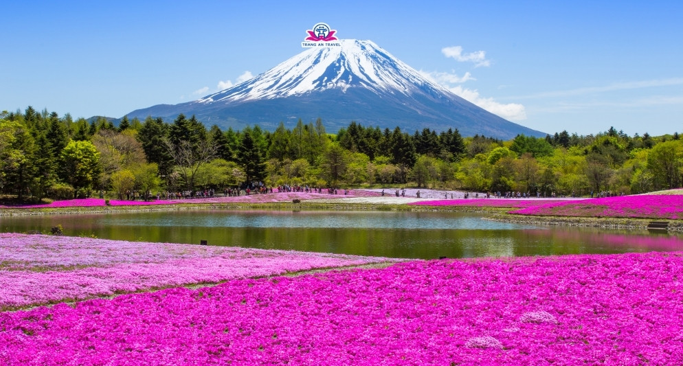 Hành trình du lịch Nhật Bản qua các mùa hoa – Bốn mùa, một vẻ đẹp