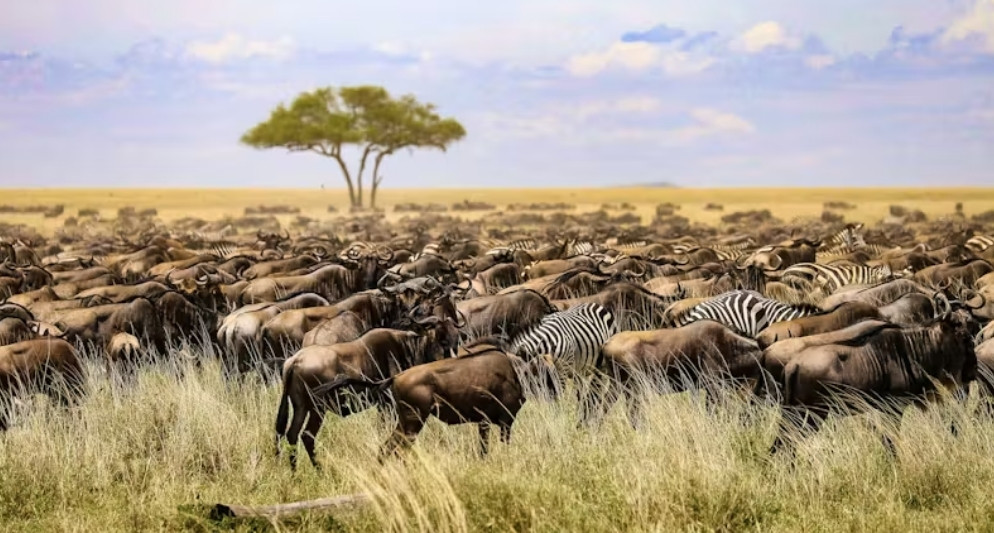 Đến Kenya mùa thú hoang dã di cư