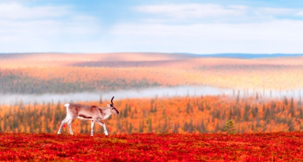 Thời tiết Phần Lan tháng 9 – Kinh nghiệm du lịch mùa thu Bắc Âu
