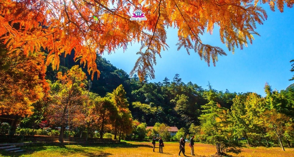 du lịch Đài Loan lá vàng lá đỏ