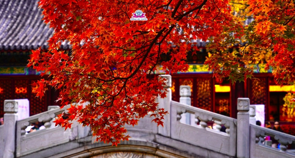 mùa thu Bắc Kinh