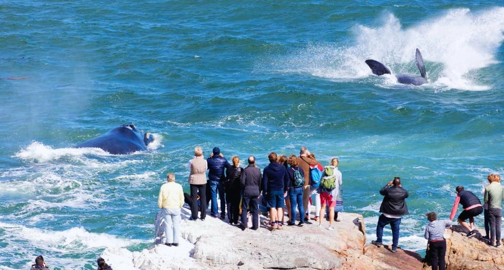 Ngắm cá voi ở Hermanus - Hành trình thiên nhiên kỳ thú trong tour Nam Phi