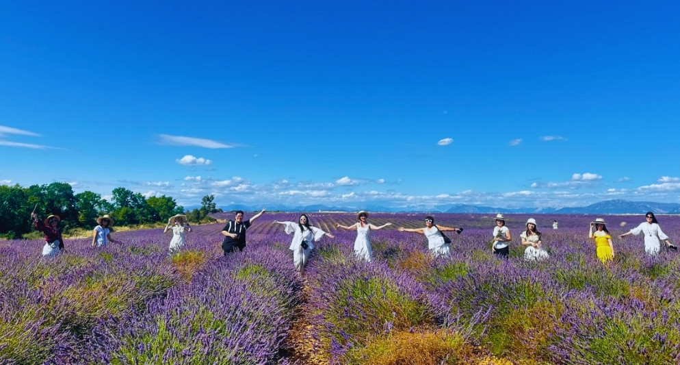 hoa lavender miền Nam Pháp