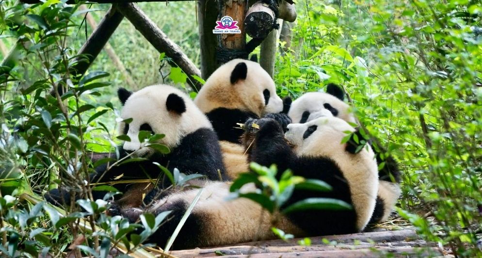 tour Thành Đô - Cửu Trại Câu