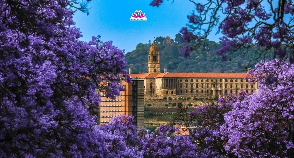 Mùa phượng tím Nam Phi tháng mấy? Gợi ý điểm ngắm hoa đẹp nhất trong hành trình năm 2025