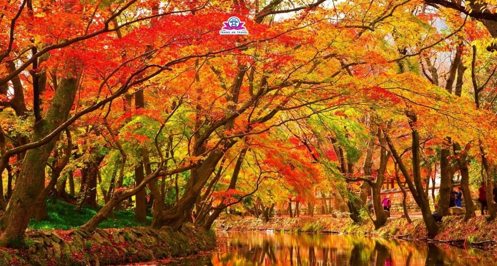 5 nơi ngắm lá vàng lá đỏ đẹp nhất khi du lịch Đài Loan mùa thu