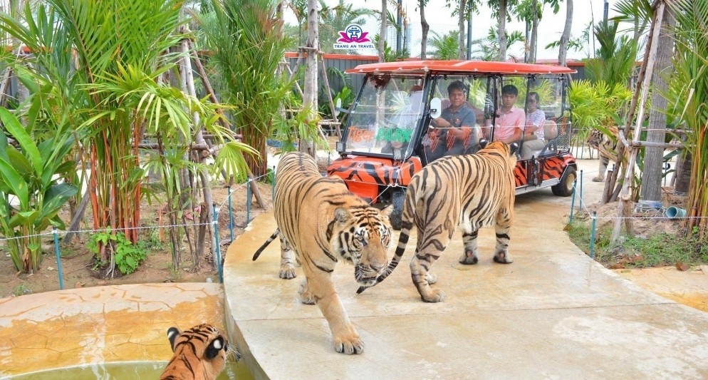 công viên hổ ở Pattaya