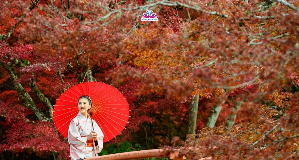 Tour Nhật mùa lá đỏ có đáng đi không? Trải nghiệm thật từ khách Tràng An Travel