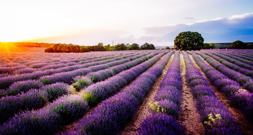 phim truyền hình Tây Ban Nha "Bí mật cây cầu cũ" 