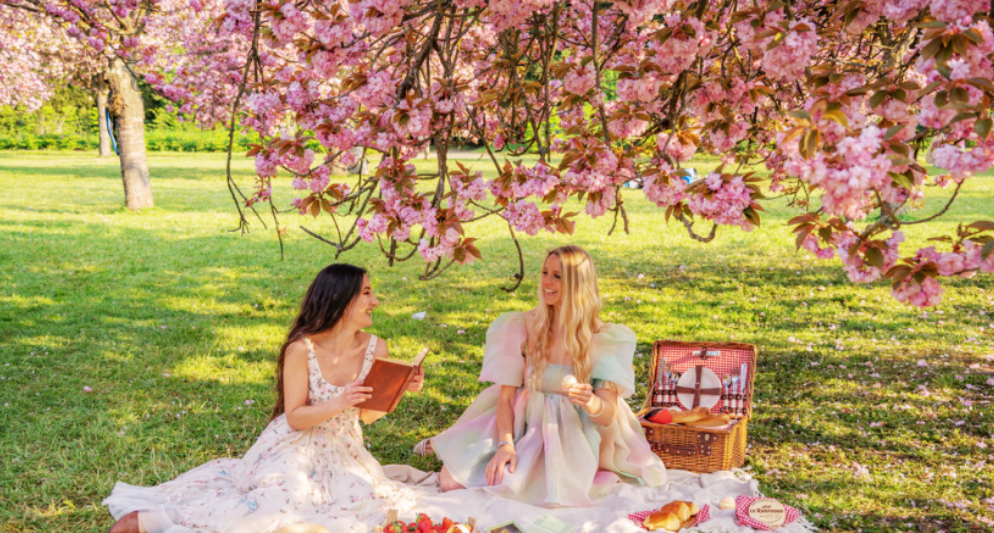 Ngắm hoa anh đào ở công viên Parc de Sceaux, Paris