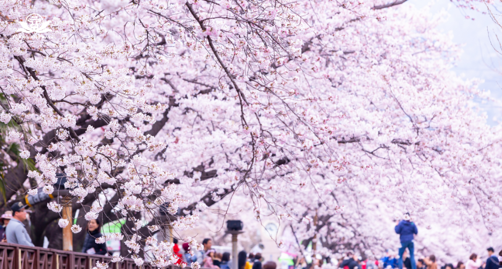 Nên đi Hàn Quốc hay Nhật Bản ngắm hoa anh đào?