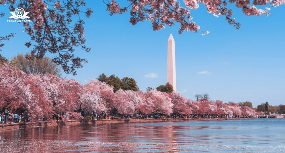 Mùa hoa anh đào Mỹ năm 2025: Giấc mơ của những trái tim lãng mạn