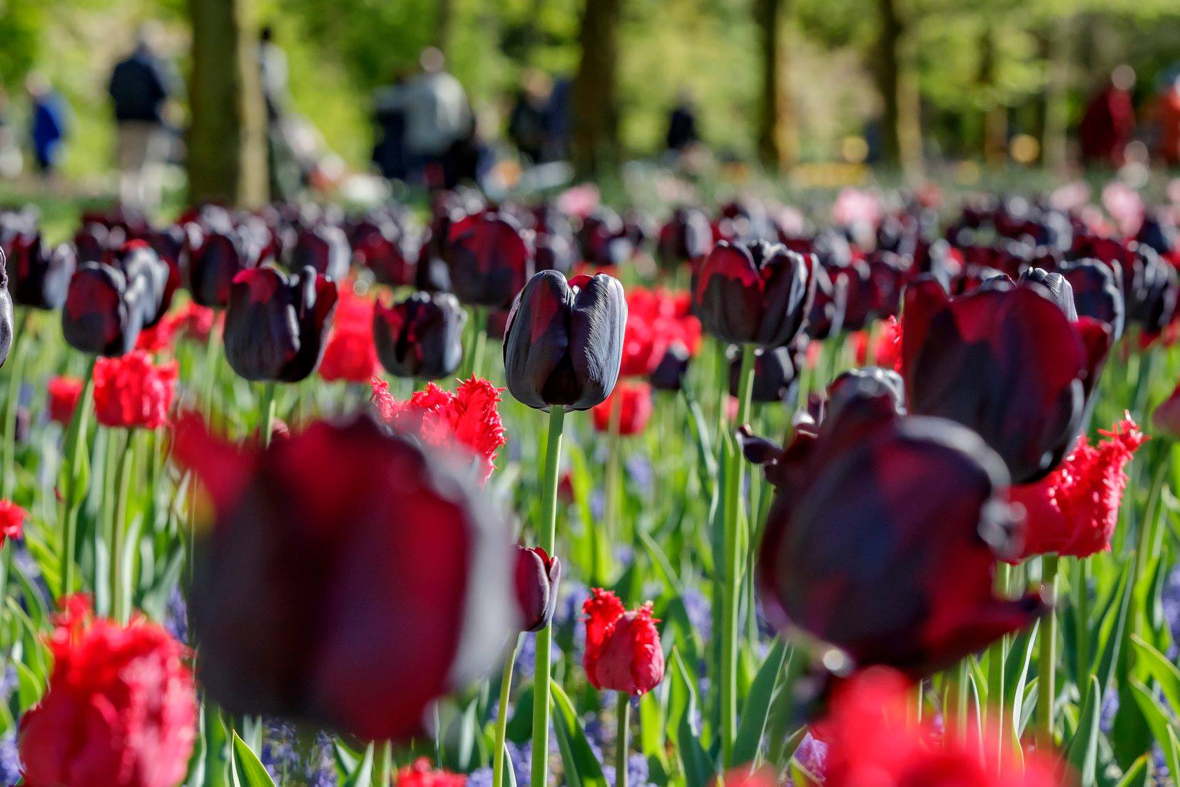 Tulip đen trong lễ hội hoa Keukenhof có gì đặc biệt?