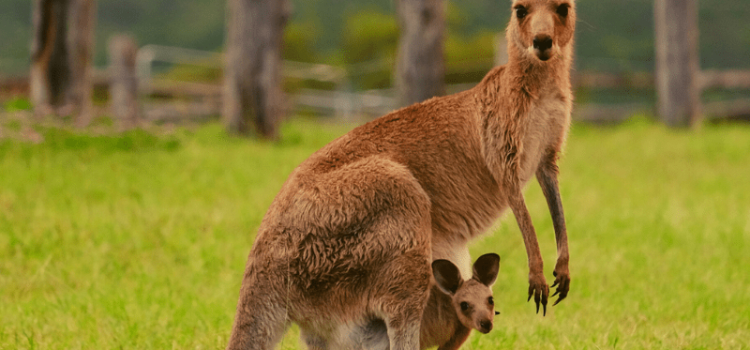 TOUR ÚC: HÀ NỘI – MELBOURNE – DANDENONG– SYDNEY - HÀ NỘI 7N6Đ - BAY THẲNG VJ