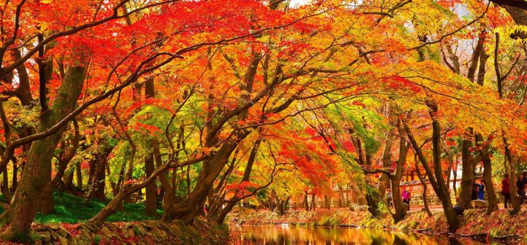 Du lịch Đài Loan mùa thu ngắm lá vàng lá đỏ ở đâu?