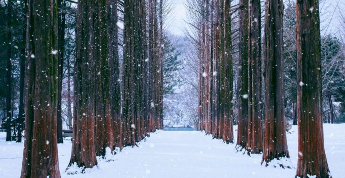 2 điểm du lịch Hàn Quốc mùa đông với khách Việt